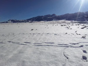 تنگل کاریزان