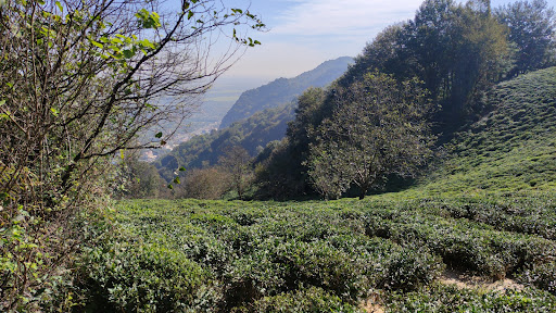 باغ چایی