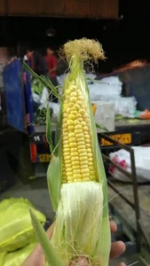 حق العمل کاری دستخوش