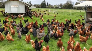 مرغداری سید باقر میریان خشکرود بابلسر