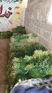 سبزی فروشی زارع
