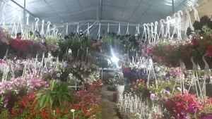 نمایشگاه گل و گیاه آزالیا