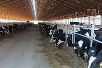 گاوداری، مرتضی نوری