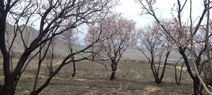بادامستان عبدی