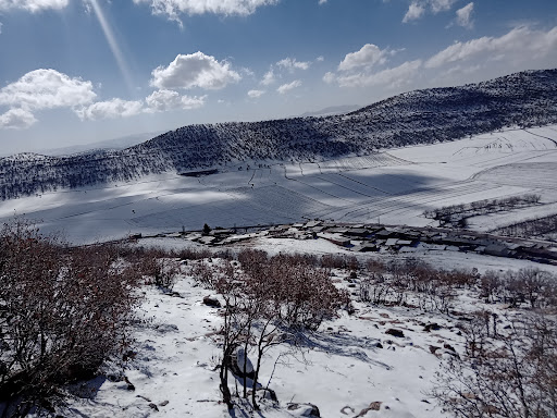 چنارسنجابی