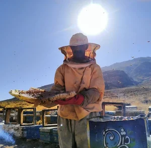 عسل کوهستان شهد شیرین گرین