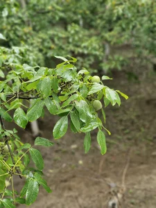 باغ گردوی سلین