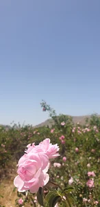 آباده مرودشت