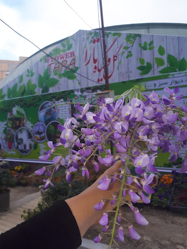 گل و گیاه جلیلی