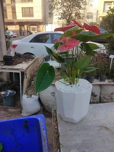 گل گیاه (عابدینی)