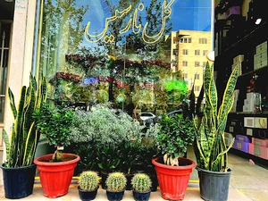 گلفروشی نارسیس