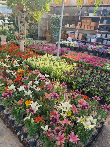 بازار گل و گیاه شرق