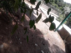 پارک بلوار 4