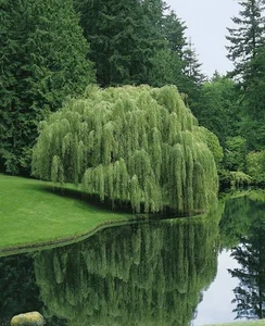 خانه سازمانی بنیاد مسکن دگران