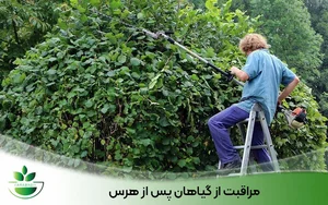 خیابان نیتیش