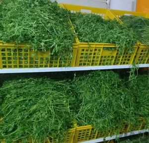 سبزی مارکت عزت پور 4