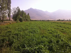 بازنه