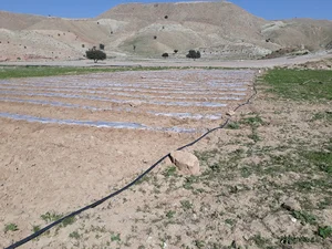 مزرعه پدر