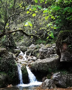 جنگل چلندر