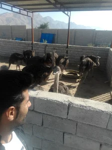 مزرعه شترمرغ مهندس پولادی ارگان اسپاروز