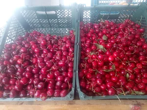 سوپر مارکت امین