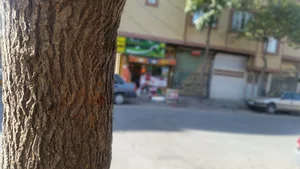 سوپر تختی