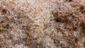 زعفران رحیمی