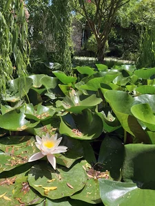 Lasco Garden - باغ لاسکو