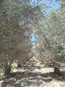 بوستان زیتون