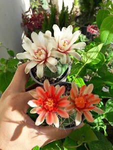 گلسرای یاس