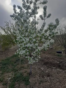 باغ علی بام نشین