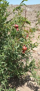 مزرعه پرورش طیور