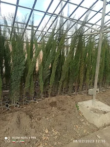 نهالستان و گلخانه سرو و کاج