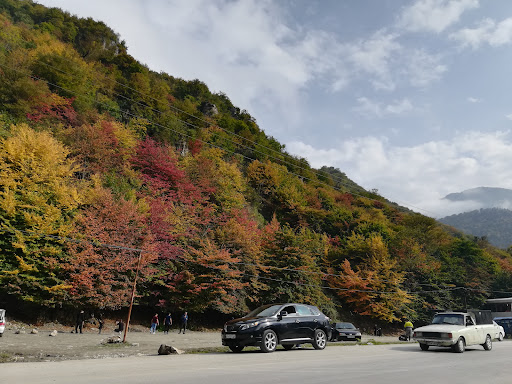 Ziarat Side Road Jungle