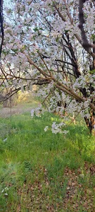 باغ عمو مجید