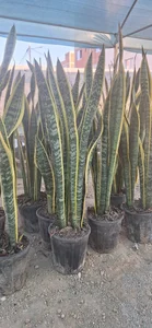 گلخانه‌ باغ بهشت 5