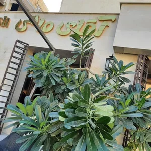 رستوران آقای ماهی 4
