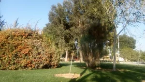 بوستان ایرانی 5
