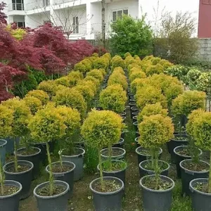 شرکت آشیانه سبز جاوید