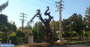 سرو کهنسال گوهردشت 4