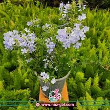 گل گیاه وموسسه کشاورزی یاس