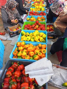 گلخانه صیادی