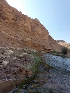 بوته زار دودره
