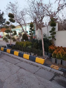 بازار گل و گیاه سرزمین یاس