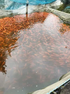 پروش ماهی خجسته