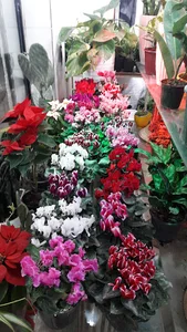 بازارچه گل حصارک