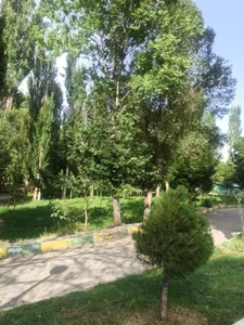 پارک پردیس ابهر 4