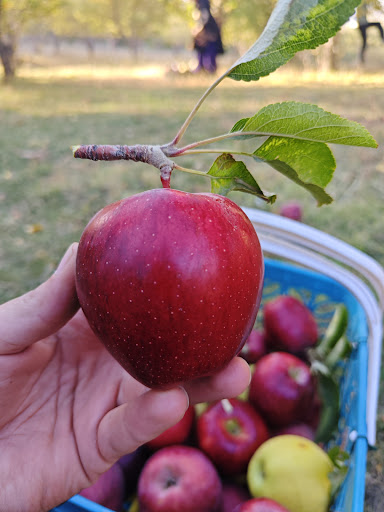 باغ میوه ملکی