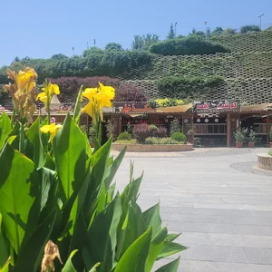 گاو برگر