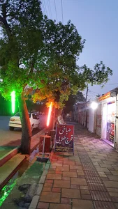 طباخی قوچ طلایی
